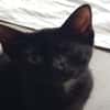 MINETTE
