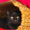 NOUGATI en SOS
