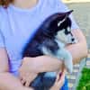 Charly chiot husky sibérien