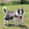 Lucie femelle husky sibérien àdopté