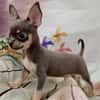 Nestor est un chihuahua