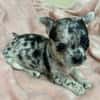 Choupy chihuahua femelle Merle