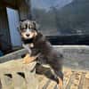 Eddy est un petit berger australien