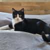 CLYDE - geb. ca. 15.07.2024