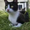 CLYDE - geb. ca. 15.07.2024