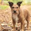 Lustige Terrier-Mix Hündin Julie wartet in 47445 Moers.
