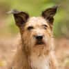 Lustige Terrier-Mix Hündin Julie wartet in 47445 Moers.