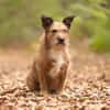 Lustige Terrier-Mix Hündin Julie wartet in 47445 Moers.
