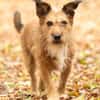Lustige Terrier-Mix Hündin Julie wartet in 47445 Moers.