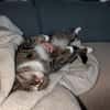 Sid sucht ein liebvolles Zuhause
