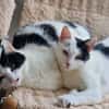 Bonny & Clyde tolles Duo
