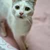Junger verschmuster Kater LOKI sucht Sofa