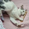 Junger verschmuster Kater LOKI sucht Sofa