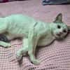 Junger verschmuster Kater LOKI sucht Sofa