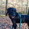 Elmo - sensibler Begleiter sucht Euch