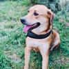 Labrador Mix Sahara