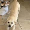 Mayla - liebenswerte Labrador-Mix- Hündin sucht ihr Zuhause