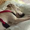 Mayla - liebenswerte Labrador-Mix- Hündin sucht ihr Zuhause