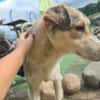 Freundlicher Loki sucht Zuhause