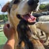 Freundlicher Loki sucht Zuhause