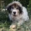 Bernat KK  Ein Hundeopa mit großem Herz sucht seinen würdig