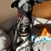 Jill ein kleiner Engel sucht sein Zuhause