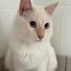 Sonic (En cours d'adoption)