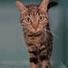 Capucine (en cours d'adoption)