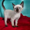 MINOU (En cours d'adoption)