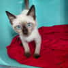 MINOU (En cours d'adoption)