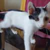 Manille