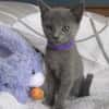 chaton chartreux femelle Léa