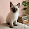 CHATON SIAMOIS FEMELLE SACHA