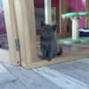 Mâle Minol chartreux à adopter