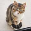 TERZO