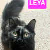 LEYA