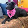 Molly - unser stiller Schatten