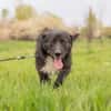 Kalle sucht sein Happyend