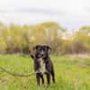 Kalle sucht sein Happyend
