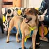 Velma - Hundemama sucht ihre Liebe