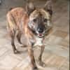 Rocky- bereit für ein neues Leben