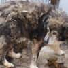 Yamka - sucht dringend ein Zuhause