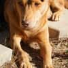 sanfte Hazel sucht ihre Familie