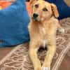 Ginger sucht ihr Für-immer-Zuhause