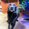 Oliver - stiller Schatten sucht Dich