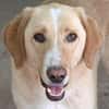 Sheldon, geb. ca. 11/2023, 47652 Weeze