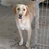 Sheldon, geb. ca. 11/2023, 47652 Weeze