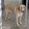 Sheldon, geb. ca. 11/2023, 47652 Weeze