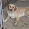Sheldon, geb. ca. 11/2023, 47652 Weeze