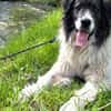 Banshee sucht Knuddelpartner